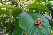 Harlequin tree frog, Borneo