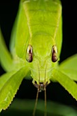 False leaf katydid head, Borneo