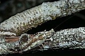 Tree bark mantis, Borneo