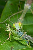 Green mantis feeding on katydid, Borneo