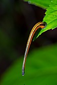 Tiger leech on leaf