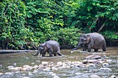 Bornean pygmy elephants