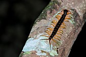 Centipede on tree