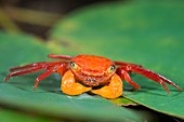 Terrestrial crab, Borneo