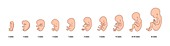 Embryo and foetus development, illustration