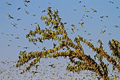 Budgerigars flocking to find water, Australia