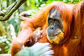 Sumatran orangutan with baby