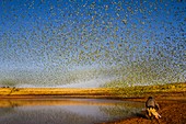 Filming flocking budgerigars