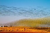 Hawk hunting budgerigars, Australia