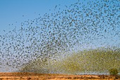 Budgerigars flocking to find water, Australia