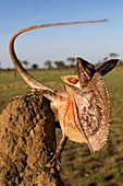 Frill-neck lizard displaying