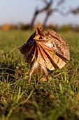 Frill-neck lizard displaying