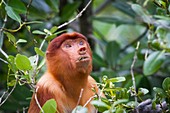 Female proboscis monkey feeding