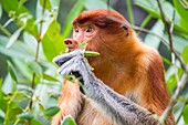 Female proboscis monkey feeding