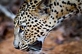 Leopard head, Sri Lanka