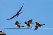 Barn swallow chicks, UK