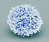 Resting T lymphocyte, SEM