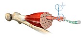 Muscle fibre anatomy, illustration