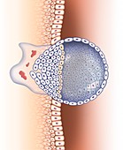Blastocyst implanted in uterus, illustration