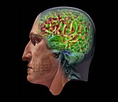 Human brain's left hemisphere, fMRI scan