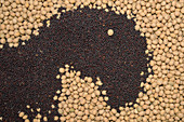 Rapeseed and soybeans