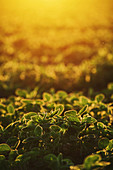 Organic soybean field at sunset