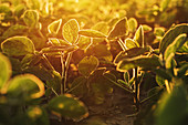 Organic soybean field at sunset