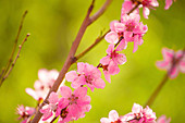 Peach tree branch blossoming in spring