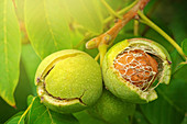 Ripe walnut fruit on branch