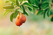 Ripe pears on the branch