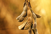 Ripe soybean pods, close-up