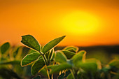 Soybean plants at sunset