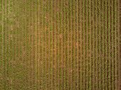 Rows of sugar beet plantation, aerial photograph
