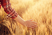 Female farmer touching wheat crop