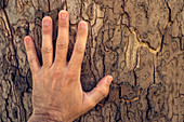 Hand touching maple tree trunk