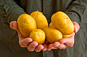 Farmer holding potatoes