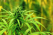 Cultivated marijuana in field
