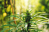Cultivated marijuana in field