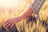 Male farmer touching wheat crop