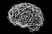 Brain, neural network, illustration
