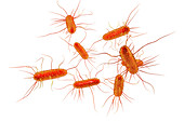 E. coli bacteria, illustration