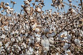 Ripe cotton in field