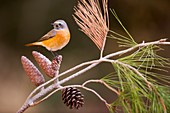 Male redstart