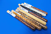 Food samples in test tubes