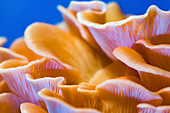 Pink oyster mushrooms