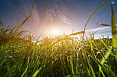 Meadow, low angle view