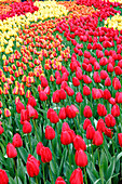 Flowerbed of tulips (Tulipa sp.)