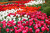 Flowerbed of tulips (Tulipa sp.)
