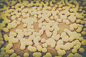 Staphylococcus bacterial, illustration