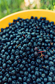 Harvested aronia berries